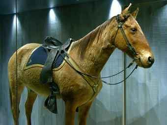 Comanche (horse) George Custer Comanche US 7th Cavalry