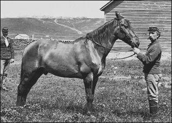 Comanche (horse) Custer Battlefield Museum 4066381876