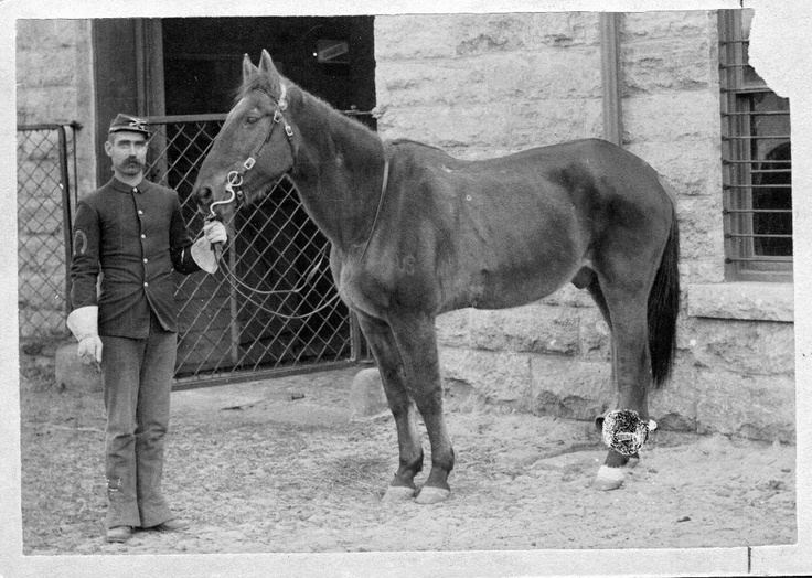 Comanche (horse) The famous war horse quotComanchequot Comanche was ridden by Colonel
