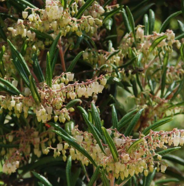 Comarostaphylis Comarostaphylis diversifolia Summer Holly