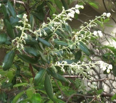 Comarostaphylis diversifolia Plant of the Month