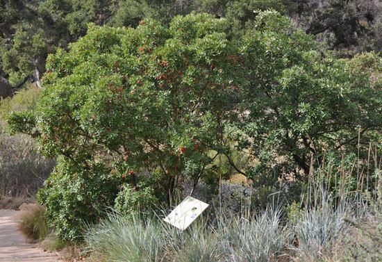 Comarostaphylis diversifolia UFEI SelecTree A Tree Selection Guide