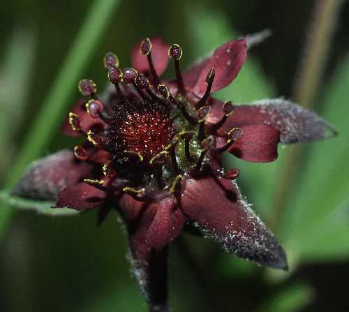 Comarum Online Virtual Flora of Wisconsin Comarum palustre