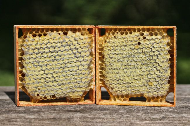Comb honey comb honey Archives Honey Bee Suite