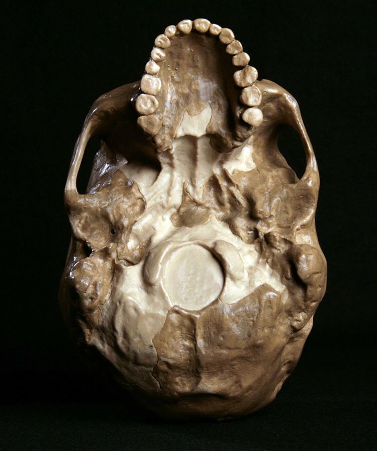 Combe-Capelle Hominid Skull Homo sapiens Combe Capelle