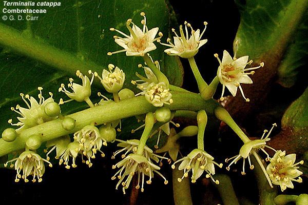 Combretaceae Flowering Plant Families UH Botany