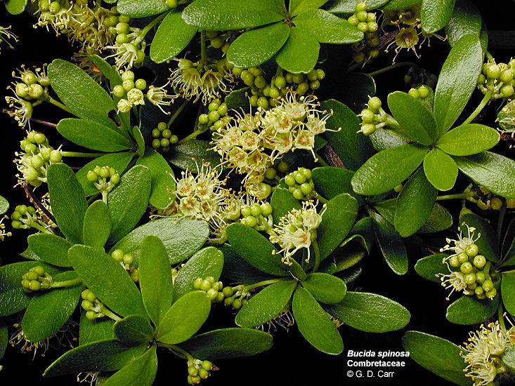 Combretaceae Flowering Plant Families UH Botany