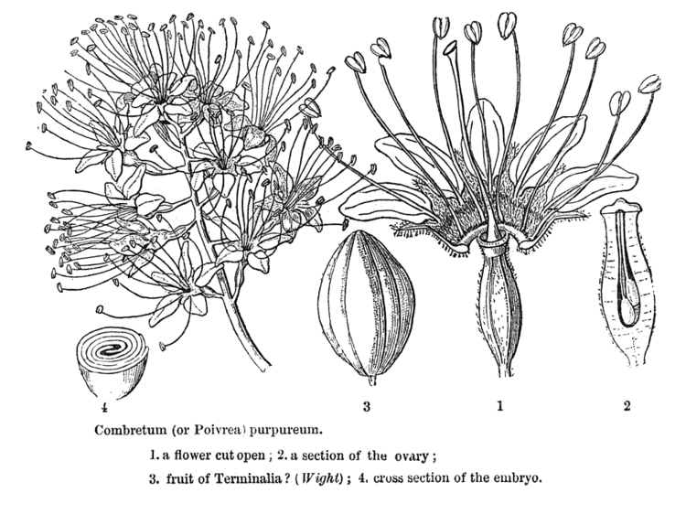 Combretaceae Angiosperm families Combretaceae R Br