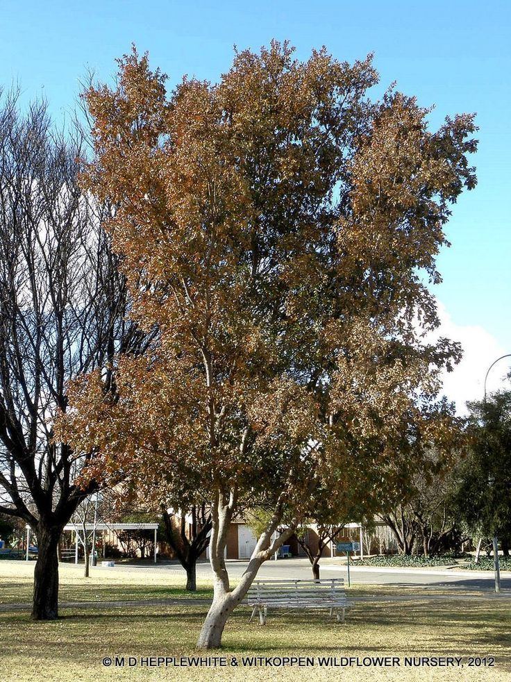 Combretum erythrophyllum Combretum erythrophyllum River bush willow Vaderlandswilg geplant