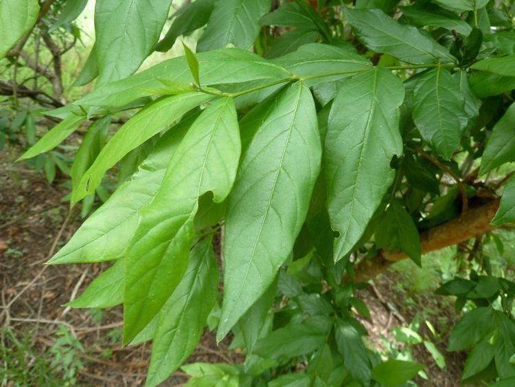 Combretum erythrophyllum Combretum erythrophyllum Images Useful Tropical Plants