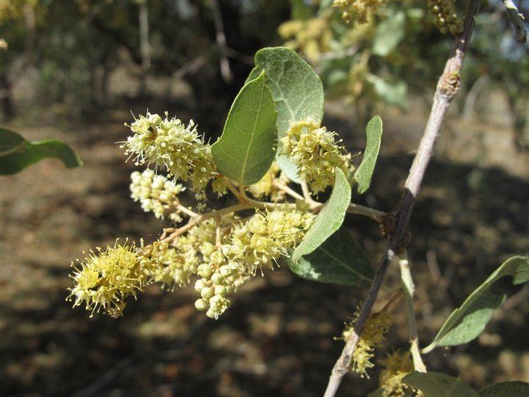 Combretum imberbe Photo Guide to Plants of Southern Africa