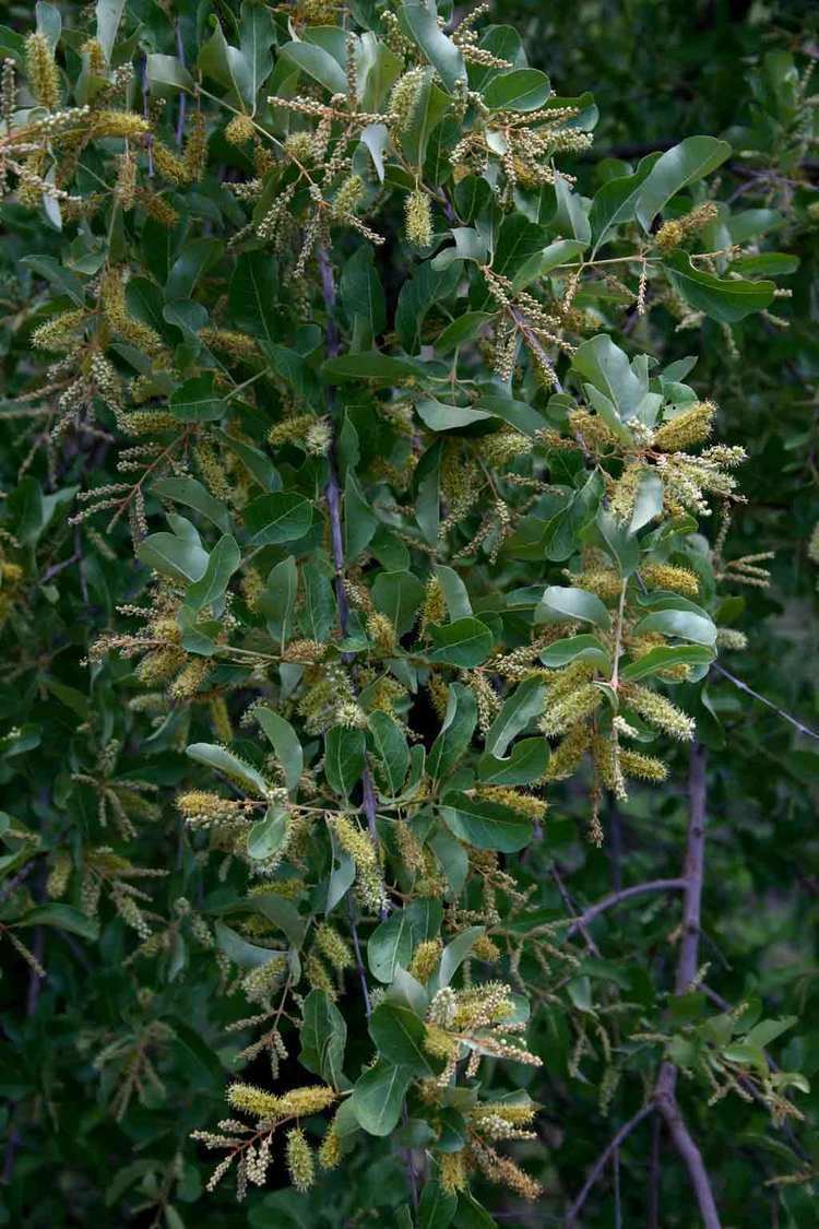 Combretum imberbe Flora of Zimbabwe Species information individual images Combretum