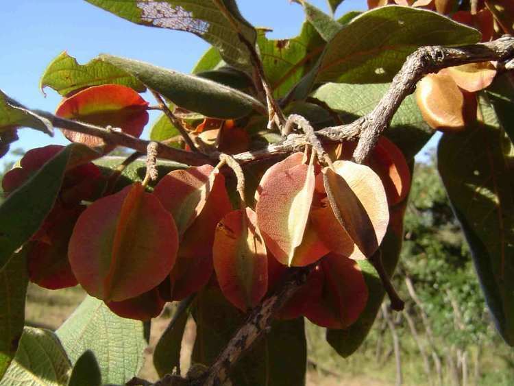 Combretum molle Flora of Mozambique Species information individual images