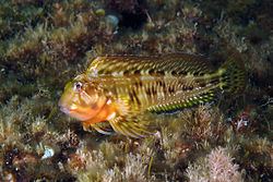 Combtooth blenny Combtooth blenny Wikipedia