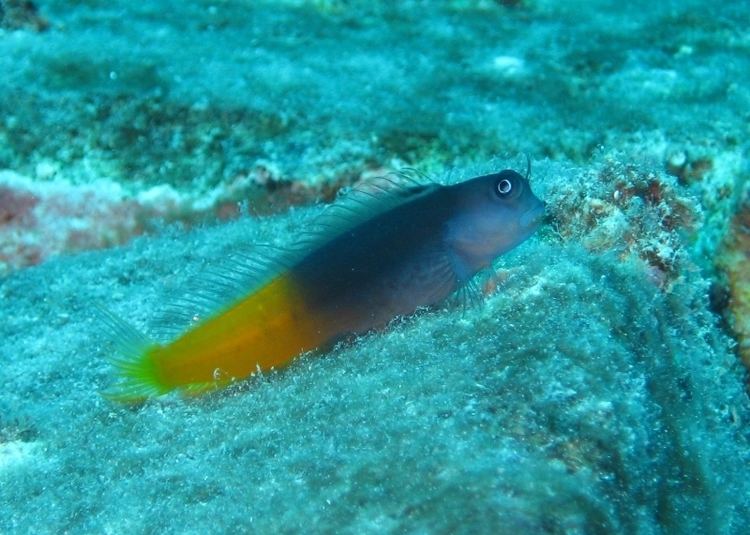 Combtooth blenny New Blog 1 Combtooth Blenny