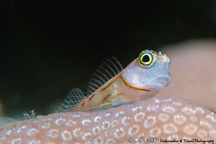 Combtooth blenny WhiteSpotted Combtooth Blenny Pemuteran Bay Bali Indonesia