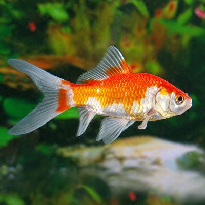 Comet (goldfish) wwwpetsolutionscomimagesProducts73290jpg