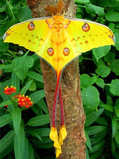 Comet moth Comet moth Argema mittrei Madagascan moon moth