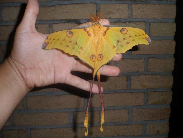 Comet moth GIANT comet moth Argema mittrei YouTube