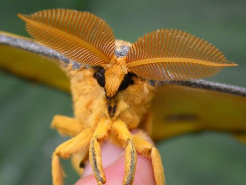 Comet moth Let39s do Some Zoology Comet moth Argema mitteri Also known as