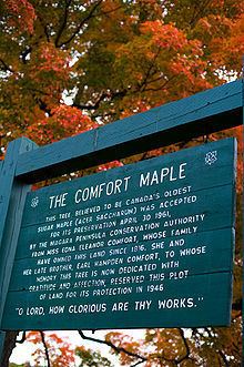 Comfort Maple httpsuploadwikimediaorgwikipediacommonsthu