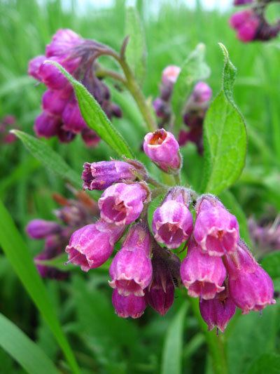 Comfrey Growing and Using Comfrey Leaves Organic Gardening MOTHER EARTH NEWS