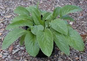 Comfrey Comfrey research and case reports Symphytum toxicity and efficacy