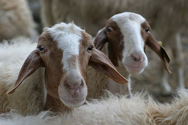 Comisana Italian breeds of sheep Comisana