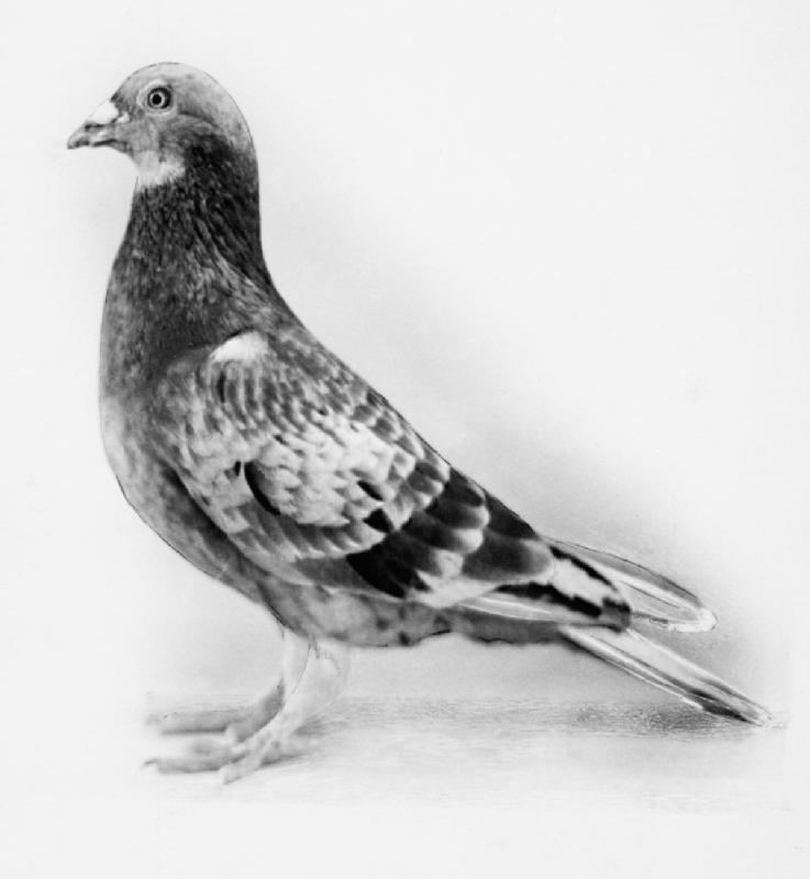 Commando (pigeon)