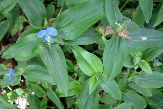 Commelina benghalensis, commonly known as the Benghal dayflower and its green leaves