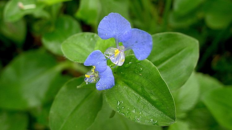 Commelina benghalensis, commonly known as the Benghal dayflower and its green leaves