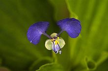 Tropical spiderwort or the Commelina benghalensis