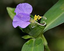 Commelina maculata httpsuploadwikimediaorgwikipediacommonsthu
