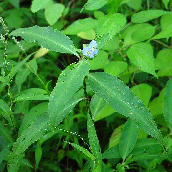 Commelina virginica Commelina virginica page
