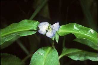 Commelina virginica Plants Profile for Commelina virginica Virginia dayflower