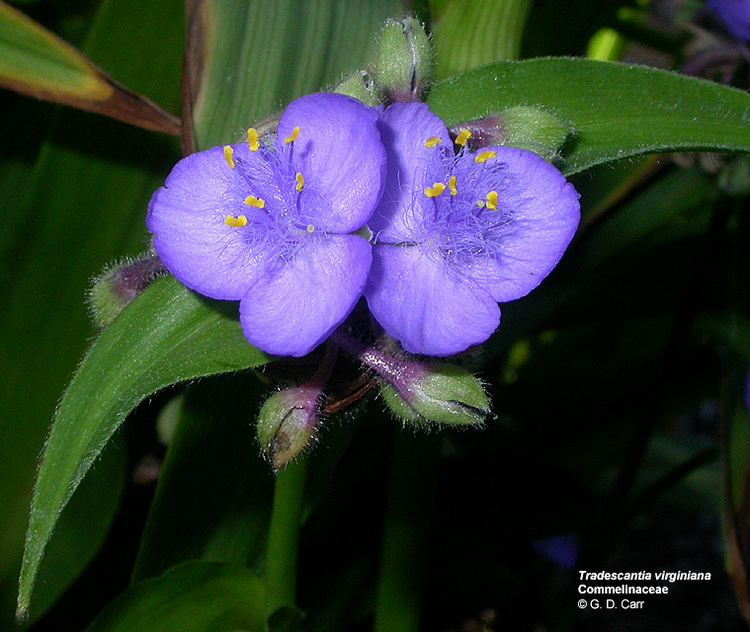 Commelinaceae Flowering Plant Families UH Botany