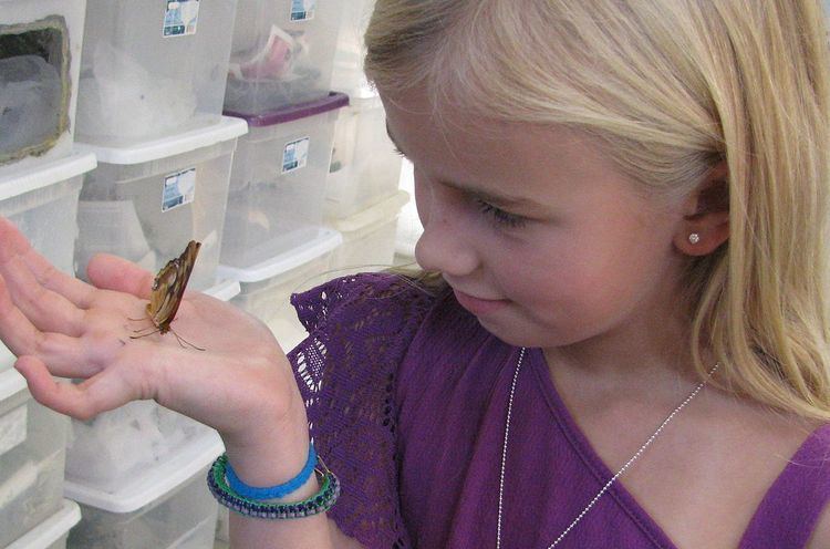 Commercial butterfly breeding