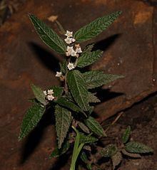 Commersonia dasyphylla httpsuploadwikimediaorgwikipediacommonsthu