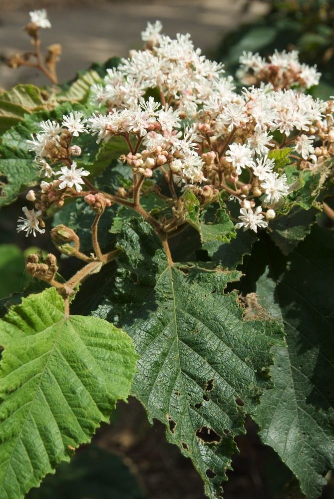 Commersonia fraseri Commersonia fraseri Byttneriaceae image 39970 at PlantSystematicsorg