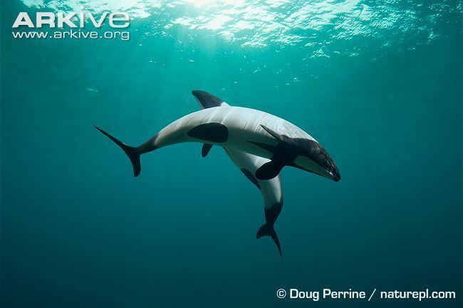 Commerson's dolphin Commerson39s dolphin videos photos and facts Cephalorhynchus