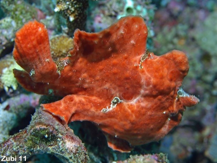 Commerson's frogfish Antennarius commerson Giant frogfish Commerson39s frogfish Riesen
