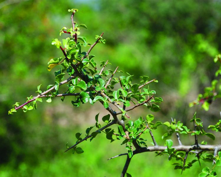 Commiphora Commiphora berryi Arn Engl Open Data sharing by Keystone