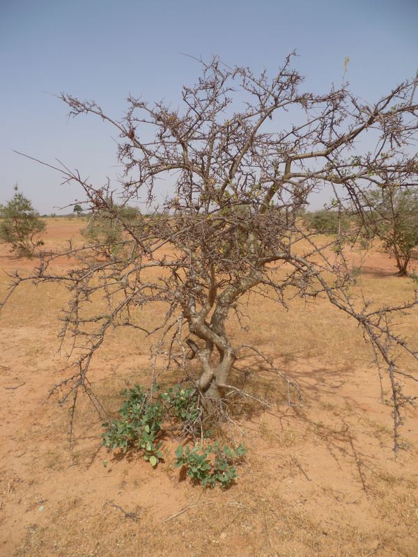 Commiphora africana West African Plants A Photo Guide Commiphora africana ARich