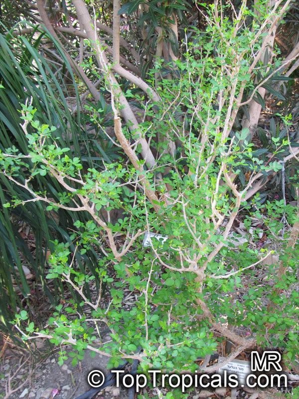 Commiphora gileadensis Tropical plant catalog TopTropicalscom