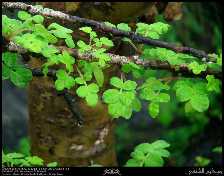 Commiphora gileadensis Balsam of Mecca Commiphora gileadensis Leaves in Shaat Flickr