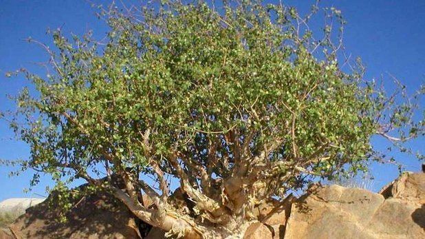 Commiphora wightii Medicinal plant Guggul uses and pictures Commiphora wightii