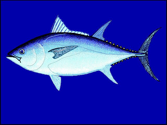 Commission for the Conservation of Southern Bluefin Tuna