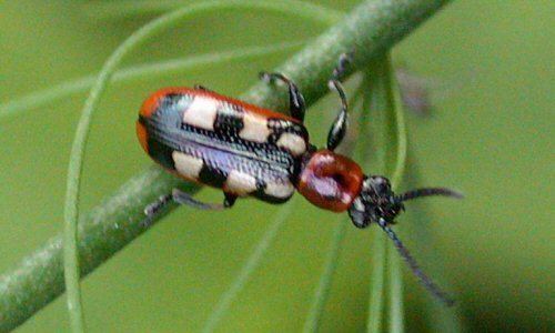 Common asparagus beetle Common asparagus beetle Wikipedia