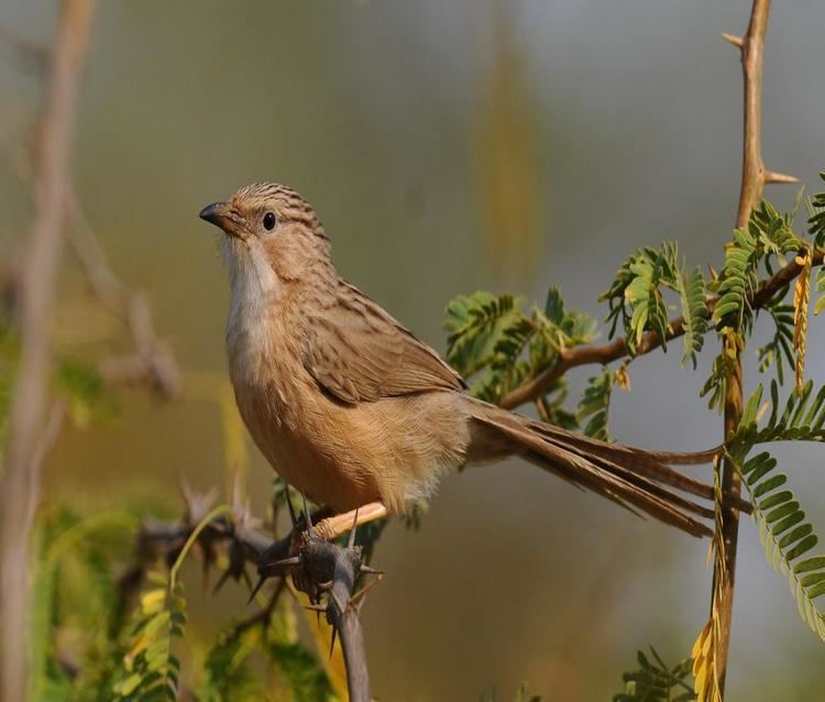 Common babbler Common Babbler BirdsIITK