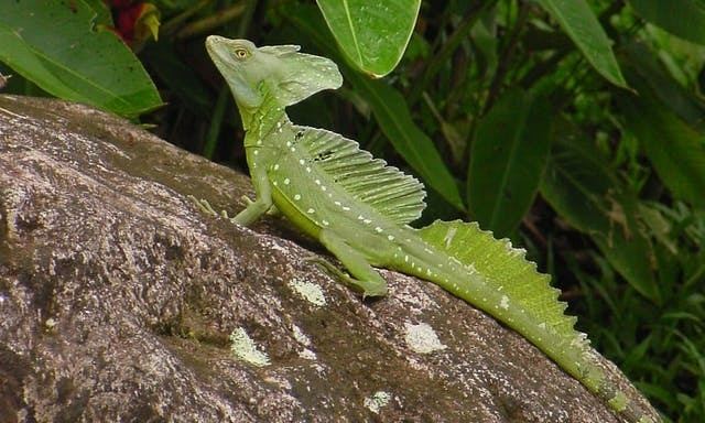 Common basilisk Common Basilisk Costa Rica information where to see it and photos